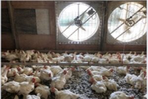 พัดลมฟาร์มไก่